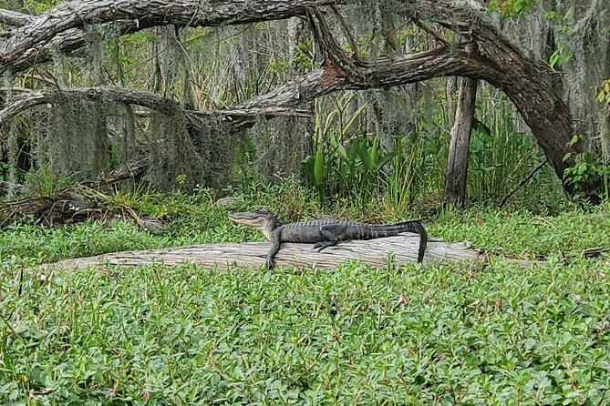 Small-Group Manchac Swamp Kayak Tour - Value Check: What You’re Really Paying For (Even Without Price Info)