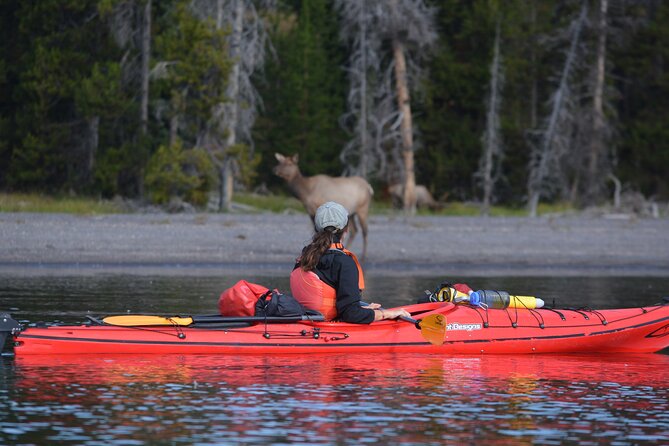 Small-Group Sunset Kayaking Tour on Lake Yellowstone - Your guide experience: safety and Yellowstone stories you can use