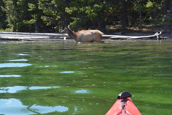 Small-Group Sunset Kayaking Tour on Lake Yellowstone - Weather and cancellations: how wind changes your odds