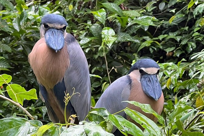 Small Group Tortuguero National Park Canoe Tour - Small-group touring (10 people max) makes a real difference