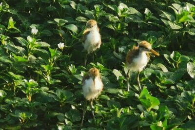 Small Group Tortuguero National Park Canoe Tour - Inside Tortuguero National Park: what you’re likely to see
