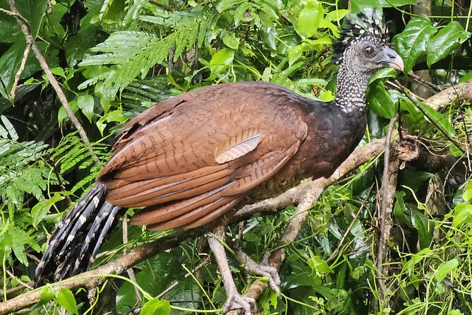 Small Group Tortuguero National Park Canoe Tour - Price and value: $35 plus the park entrance fee