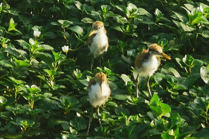 Small Group Tortuguero National Park Canoe Tour - Inside Tortuguero National Park: what you’re likely to see