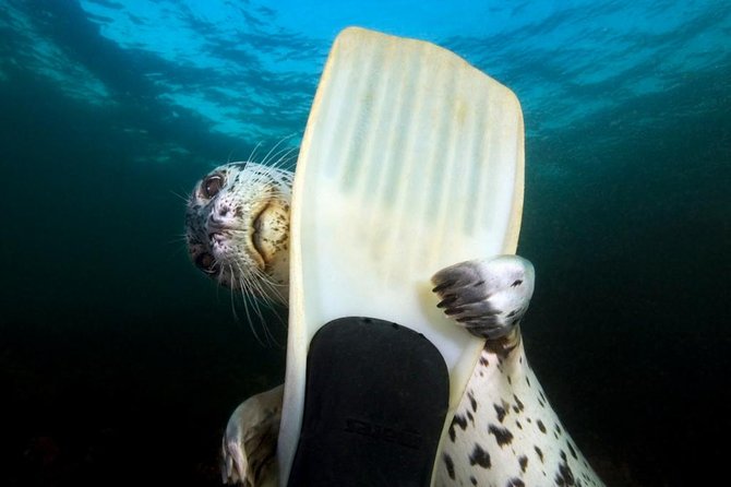 Snorkel, Kayak, and Seal Adventure: Vancouver Boat Tour - Key highlights at a glance
