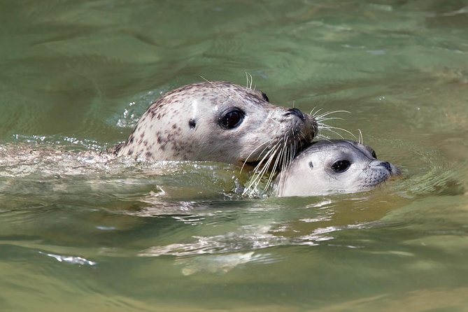 Snorkel, Kayak, and Seal Adventure: Vancouver Boat Tour - Staying on the boat: the sightseeing-only option
