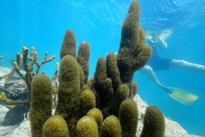 Snorkeling & Kayak Eco-Adventure in Puerto Rico - Key things I’d circle before you book