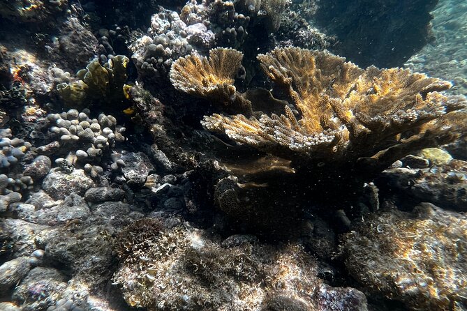 Snorkeling & Kayak Eco-Adventure in Puerto Rico - Snorkeling the reef: what to expect in the water (and what to watch for)