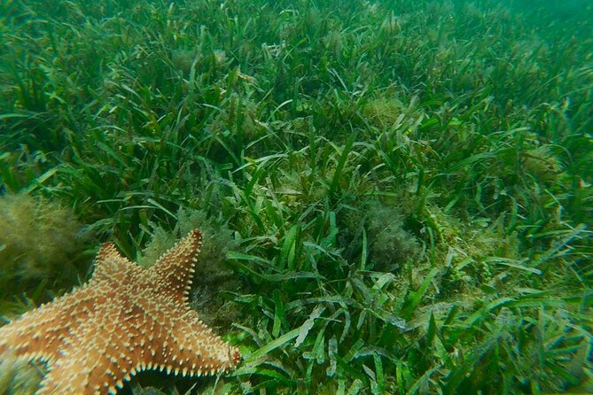 Snorkeling & Kayak Eco-Adventure in Puerto Rico - Included equipment and what you should bring yourself