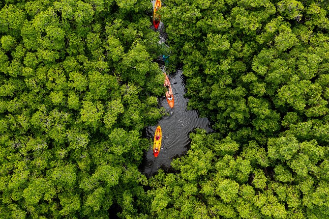 SoCoHo Eco Half Day - Mangrove Kayak & Reef Snorkeling - Key Points That Matter Before You Go