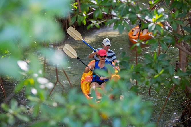 SoCoHo Eco Half Day - Mangrove Kayak & Reef Snorkeling - Guides and Crew: What They Do That Changes the Day