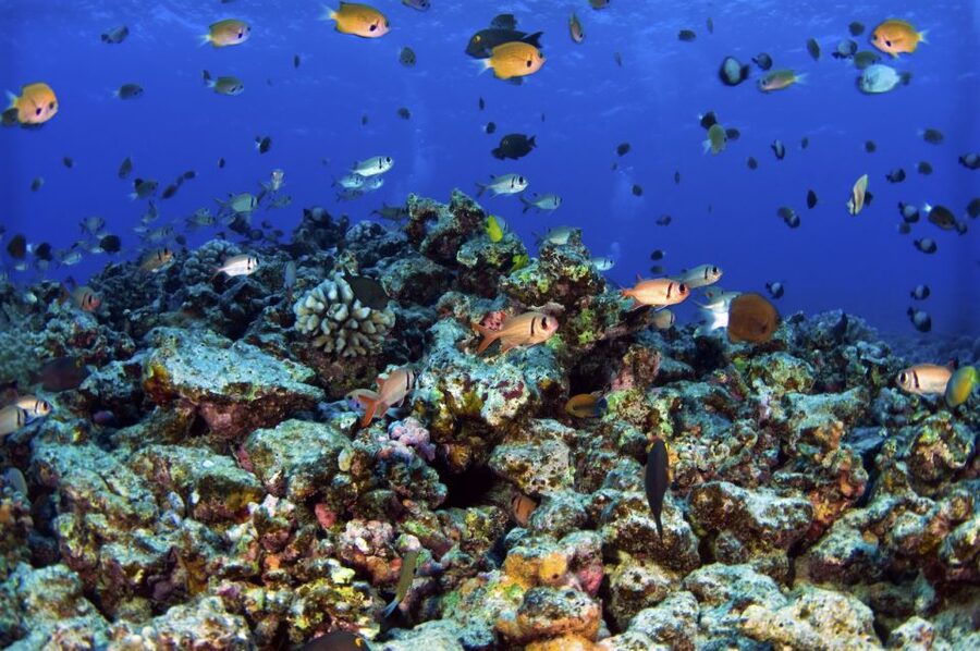 South Maui: Premium Turtle Town Kayak and Snorkel Tour - Weather, whales, and the real deal about ocean conditions