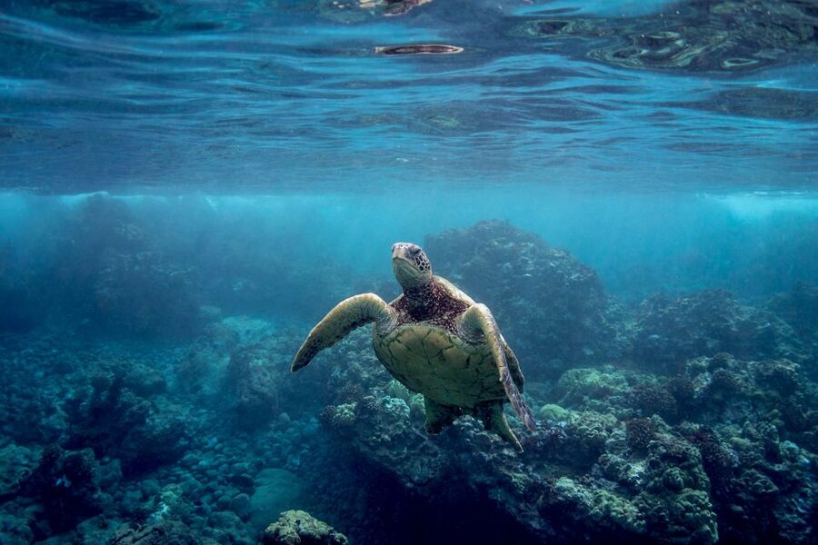 South Maui: Premium Turtle Town Kayak and Snorkel Tour - Finding Makena Landing and getting launched with South Pacific Kayaks