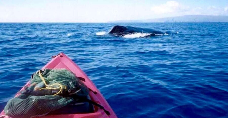 South Maui: Whale Watch Kayaking and Snorkel Tour in Kihei - Key highlights worth choosing this tour for