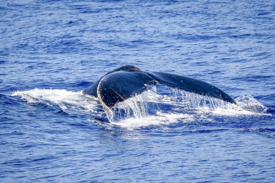 South Maui: Whale Watch Kayaking and Snorkel Tour in Kihei - Tips so you feel confident from minute one