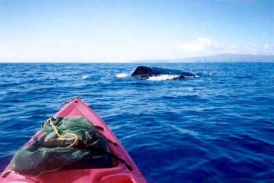 South Maui: Whale Watch Kayaking and Snorkel Tour in Kihei - The paddle: what whale watch feels like from your kayak
