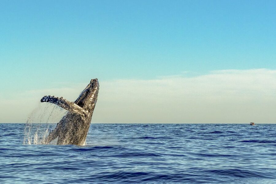 South Maui: Whale Watch Kayaking and Snorkel Tour in Kihei - Snorkeling on the reef: Hono green sea turtles are the main event