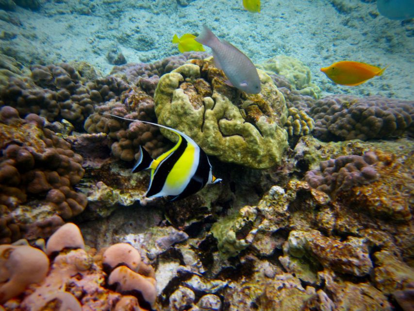 South Maui: Whale Watch Kayaking and Snorkel Tour in Kihei - What’s included for $118 (and where the value really shows)