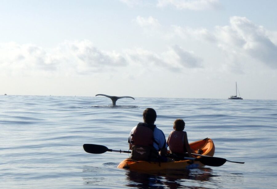 South Maui: Whale Watch Kayaking and Snorkel Tour in Kihei - What to bring (simple kit, less hassle)