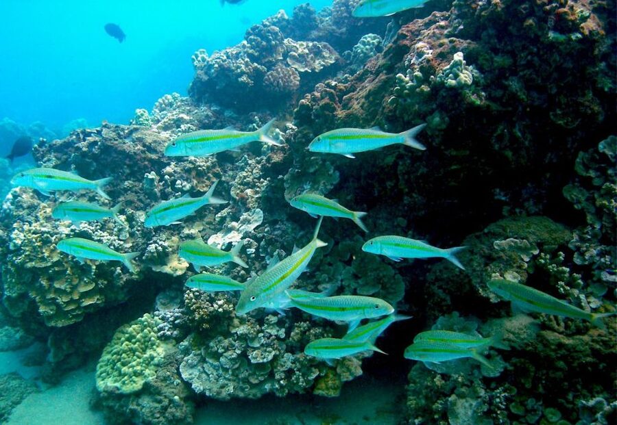 South Maui: Whale Watch Kayaking and Snorkel Tour in Kihei - Who this tour is best for
