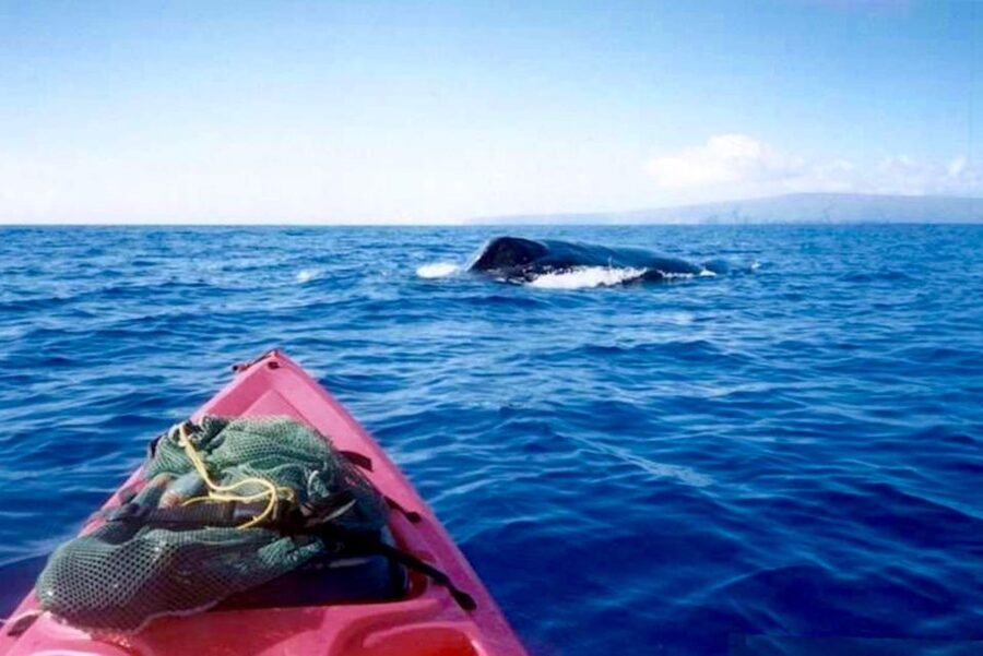 South Maui: Whale Watch Kayaking and Snorkel Tour in Kihei - The paddle: what whale watch feels like from your kayak