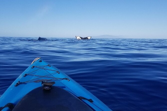 South Shore Turtle Kayak and Snorkel Experience - The 2.5-hour pace: easy kayaking that still feels like an ocean trip