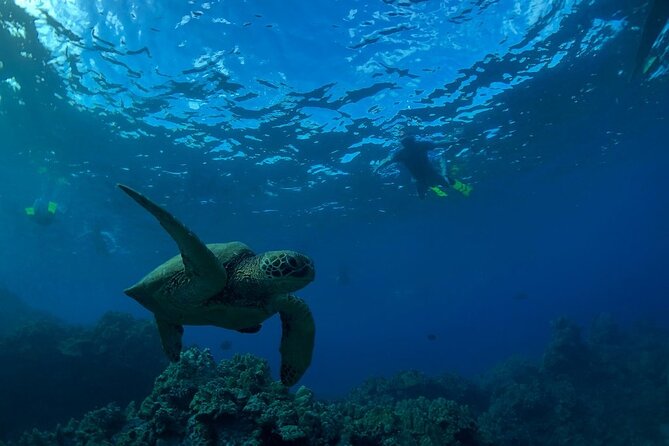 South Shore Turtle Kayak and Snorkel Experience - From Makena Beach to La Perouse Bay: the scenic route you’ll remember