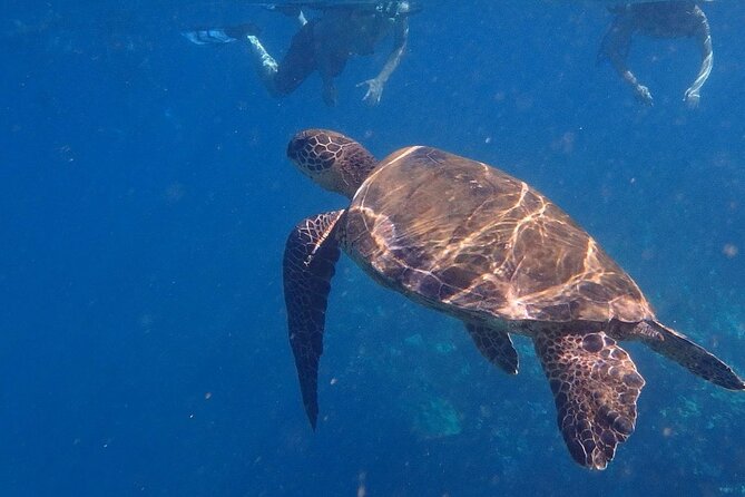 South Shore Turtle Kayak and Snorkel Experience - Stops and timing: what happens when you’re not paddling