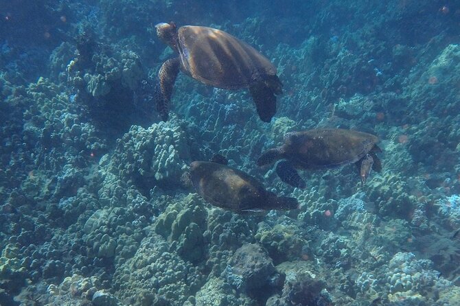 South Shore Turtle Kayak and Snorkel Experience - Gear and comfort: what’s provided and how to stay practical