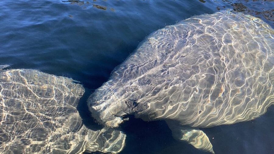 St. Augustine: Dolphin and Manatee Paddle or Kayak Tour - The first lesson: how the guide sets you up to actually see wildlife