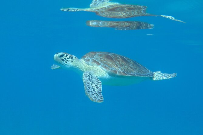 St Thomas Kayak and Sea Turtle Snorkel Excursion - Quick hits before you go