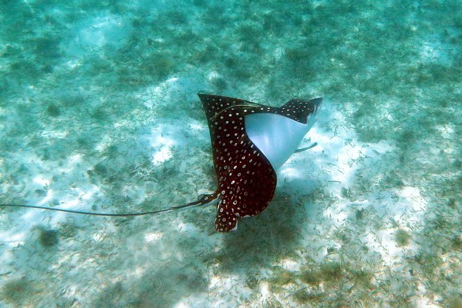 St Thomas Kayak and Sea Turtle Snorkel Excursion - St Thomas water time: what the 4-hour plan actually feels like