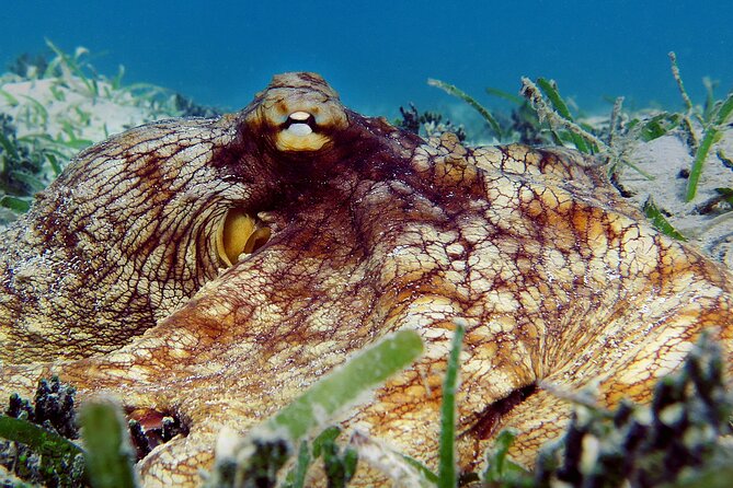 St Thomas Kayak and Sea Turtle Snorkel Excursion - Who this suits best in St Thomas (and who should skip it)