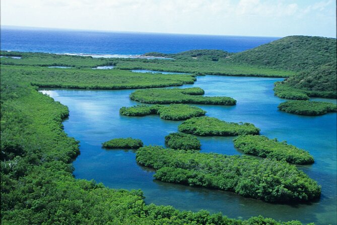 St Thomas Mangrove Lagoon Kayak and Snorkel Tour in the US Virgin Islands - Snorkeling the mangrove-root world: coral-fringed roots and real clarity considerations