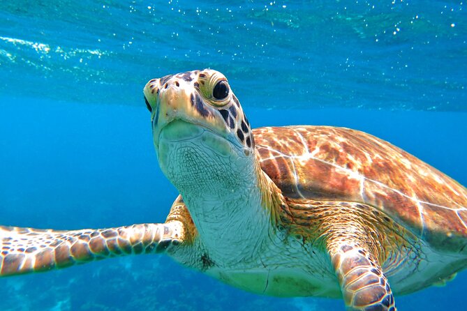 St Thomas Mangrove Lagoon Kayak and Snorkel Tour in the US Virgin Islands - From Virgin Islands Ecotours to the start of the lagoon