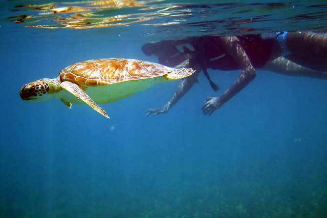 St Thomas Sea Turtle Snorkel Kayak Adventure Tour - St. Thomas Turtle Time: Why This Tour Feels So Well-Chosen