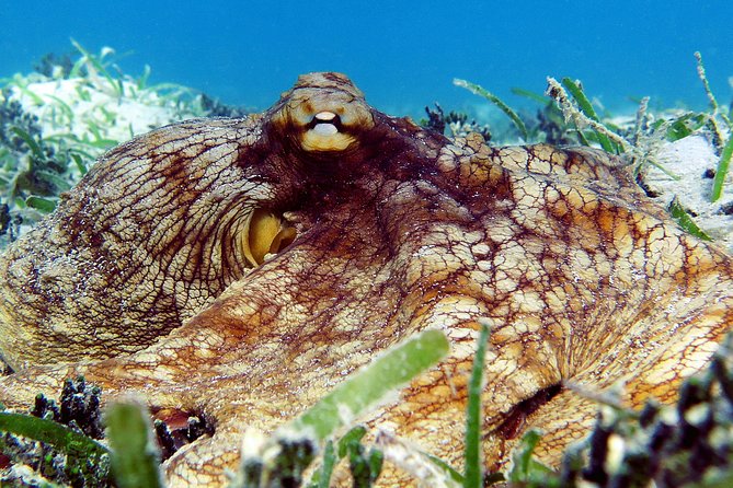 St Thomas Sea Turtle Snorkel Kayak Adventure Tour - Kayaking Portion: Fun Water Movement With a Real Fitness Requirement