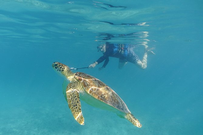 St Thomas Sea Turtle Snorkel Kayak Adventure Tour - Price and Value: What $139 Buys You (And What It Doesn’t)