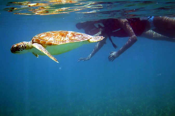 St Thomas Sea Turtle Snorkel Kayak Adventure Tour - Who This Tour Is Best For