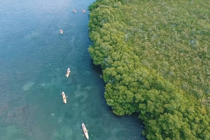St Thomas Shore Excursion: Mangrove Lagoon Kayak and Snorkel Tour - Gear, comfort, and what to bring so the trip feels easy
