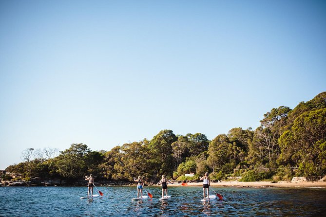 Stand Up Paddle Board Hire - 2 Hours - Weather and Water Reality in Sydney