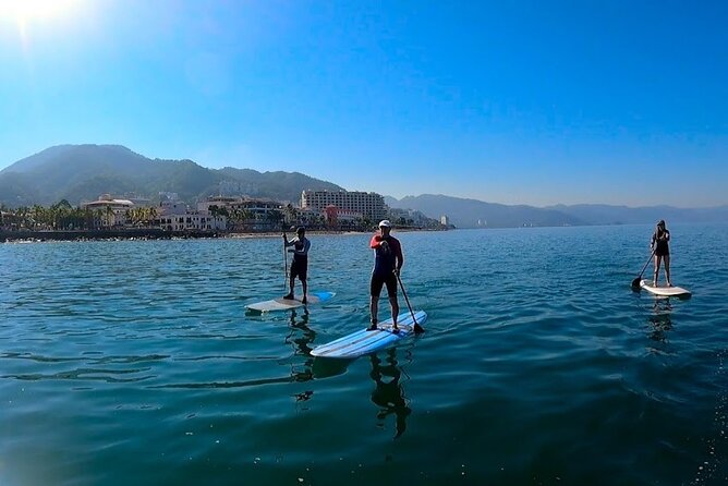 Stand Up Paddle Boarding Adventure in Puerto Vallarta - Wildlife chances: what you can realistically hope for