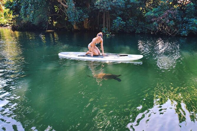 Stand Up Paddle Nature and Turtle tour-Guaranteed to see turtles - Why the Anahulu Stream is such a smart paddle-and-turtle choice