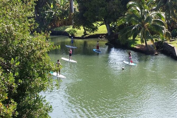Stand Up Paddle Nature and Turtle tour-Guaranteed to see turtles - Water clarity and the carrying-logistics reality check