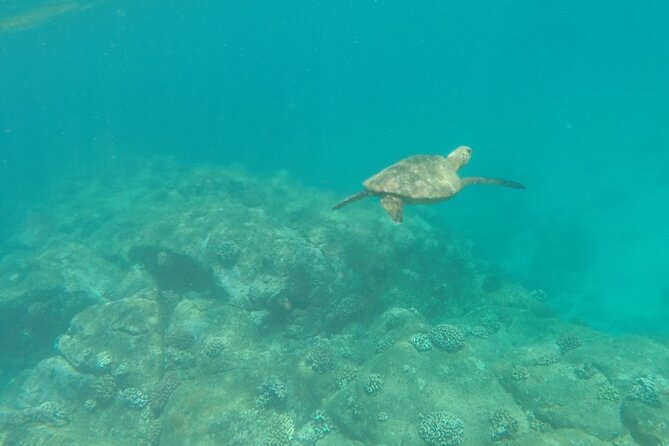Stand Up Paddle Nature and Turtle tour-Guaranteed to see turtles - Getting set up at Sea & Board Sports Hawaii in Haleiwa