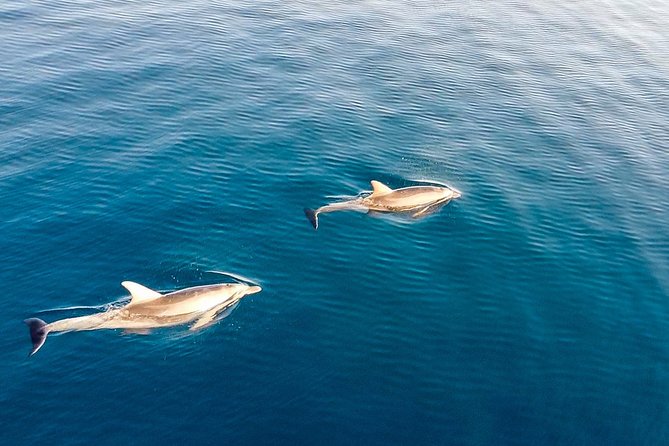 Stand Up Paddle With Dolphins, aperitif and pictures - Watching bottlenose dolphins the right way from your board