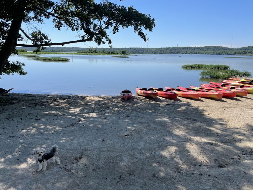 Starved Rock State Park: Guided Kayaking Tour - Dogs, families, and scout groups: who this tour is built for