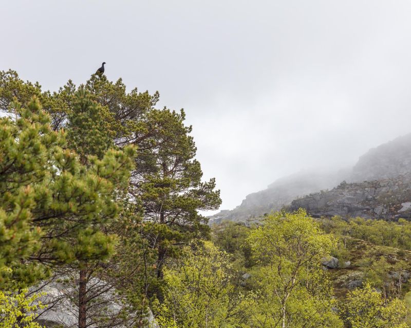 Stavanger: Preikestolen Hidden Trail Hike + Canoe + Lunch - The return trip: where your legs will feel it most