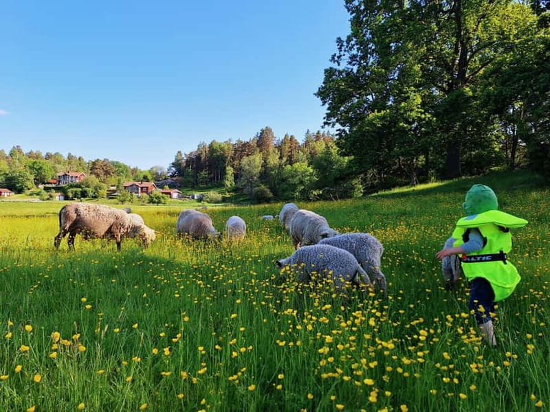 Stockholm: Self Guided Kayak Adventure in Nature Reserve - Picnic breaks, swims, short hikes, and summer berries