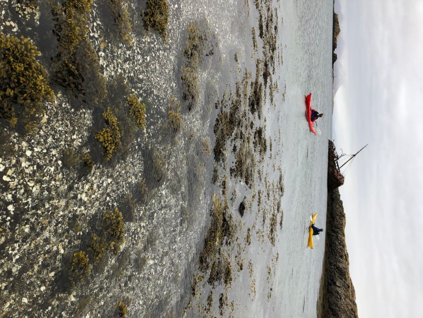 Stykkishólmur: 2-Hour Sea Kayak Tour - White-tailed eagles and island birds: wildlife that feels earned