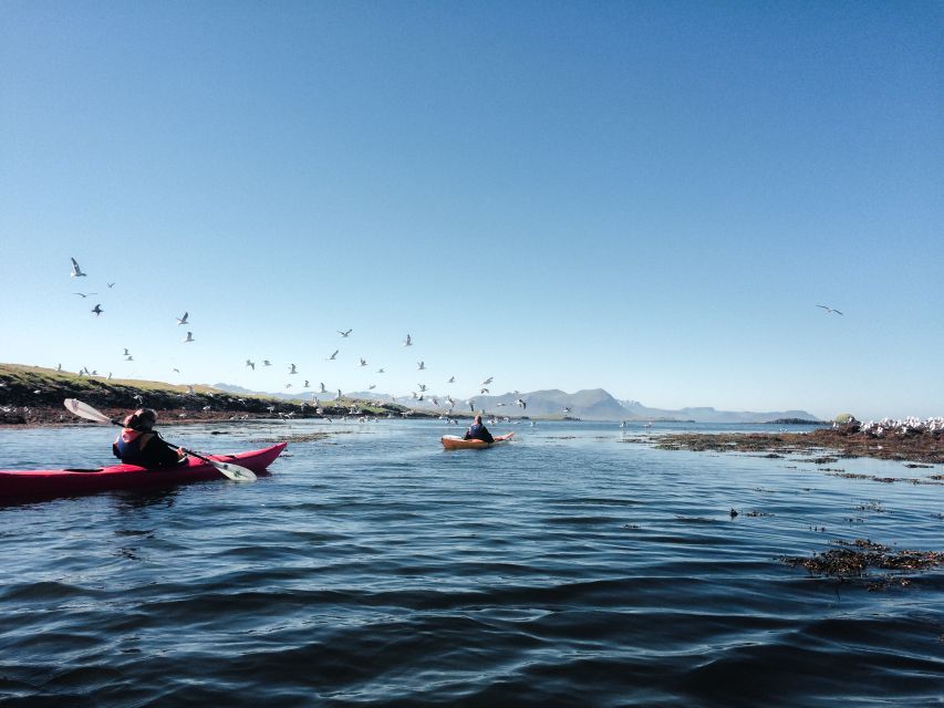 Stykkishólmur: 2-Hour Sea Kayak Tour - The first paddle to Landey: eiderdown harvesting up close